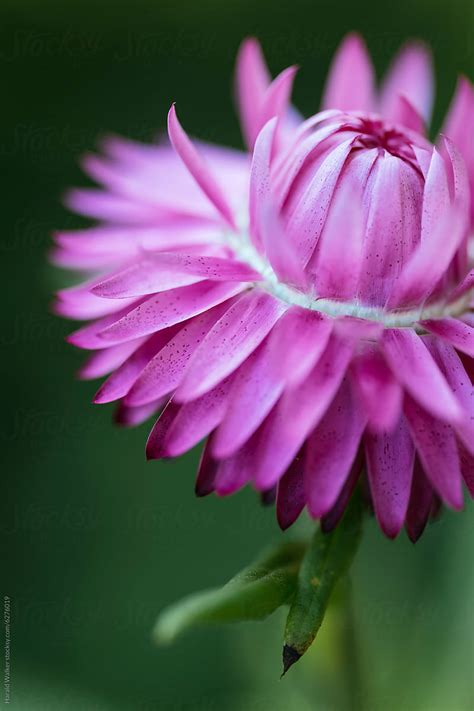 Strawflower By Stocksy Contributor Harald Walker Stocksy