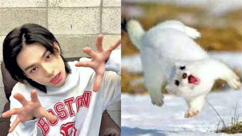 Stray Kids Han And Hyunjin Go Viral With Adorable Hamster And Ferret