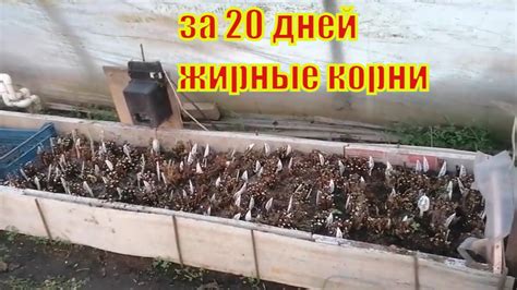 Супер череночник Результат укоренения черенков гортензии - YouTube