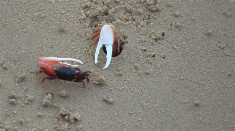 Crabs Mating Fighting Youtube