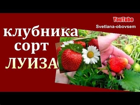 КЛУБНИКА СОРТ- ЛУИЗА .РЕМОНТАНТНАЯ УРОЖАЙНАЯ ОГРОМНАЯ КЛУБНИКА -ЛУИЗА ...
