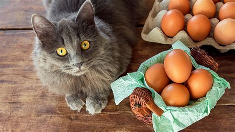 Can Cats Eat Eggs Are They Safe And Good For Cats Purina