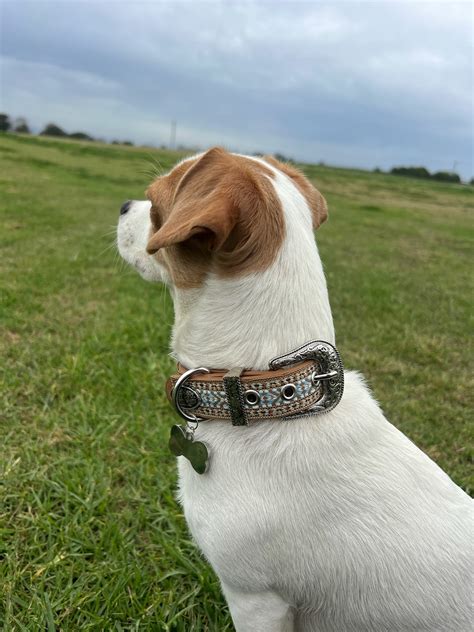 Halters & Leads: Dog – Saddleworld Dural