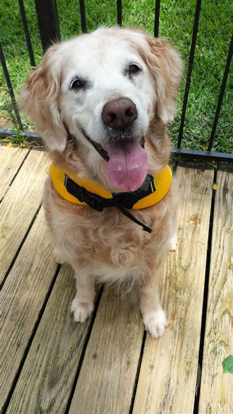 Last known 9/11 search dog euthanized in Houston area