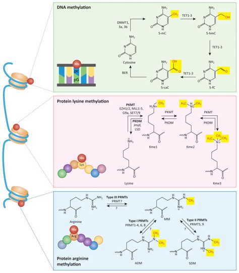 emerging role  methylation  multiple sclerosis  dna pmc