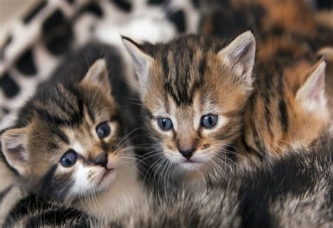 Cat Birthing Basics Delivering Kittens Safely Petmd