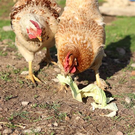 32 Foods Chickens Can Eat and 20 They Can't