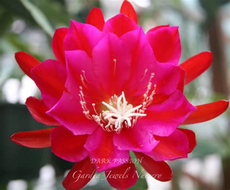 Dark Passion - Garden Jewels Nursery – San Diego Epiphyllums Garden ...