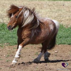 Miniature Horse Care and Feeding - Passionate Horsemanship