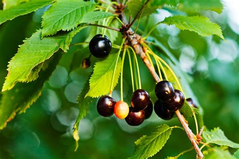 cherry tree leaves   top facts details