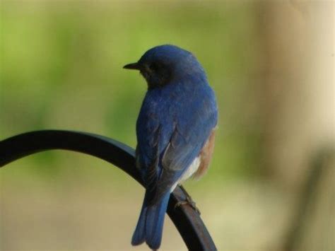 Bluebirds in the Wildlife Garden