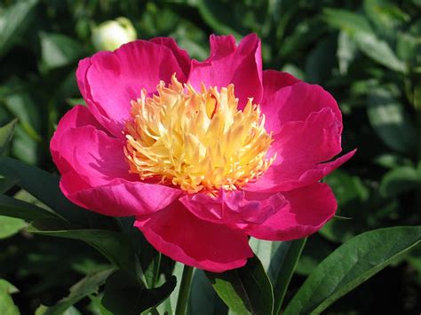 Всё о бегониях и не только...: Пион 'Велма Аткинсон' (Paeonia 'Velma ...