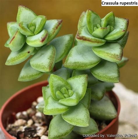 Суккуленты с листьями фото и названия (большое количество фото ...