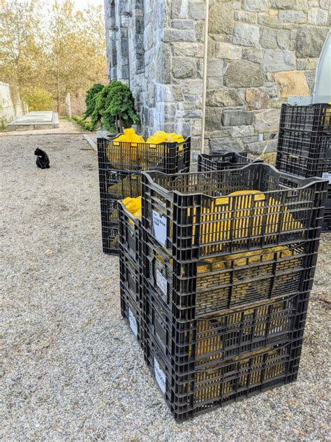 Storing Dahlia Tubers For Winter The Martha Stewart Blog