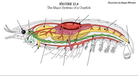 Apologia Biology Module Diagram Quizlet