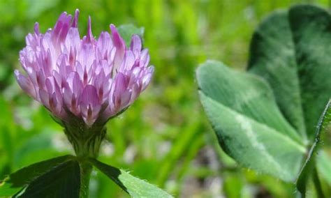 Red Clover Plant: Soil-Improving Cover Crop - Epic Gardening