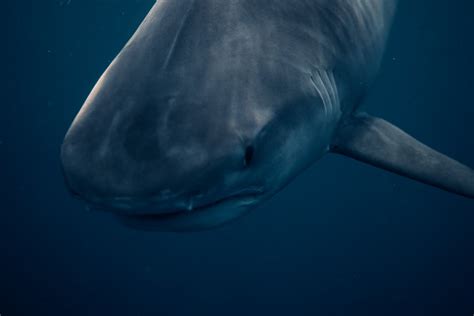 Great White Shark Swimming in the Ocean · Free Stock Photo