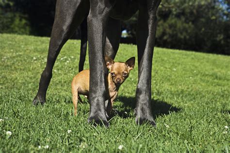 Where Does A Dog Live: Unveiling Ideal Homes for Canines - SafeFins