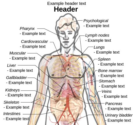 Drawing Anatomy Diagram Anatomy Of Human Body