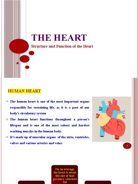 Structure And Function Of The Heart Pdf