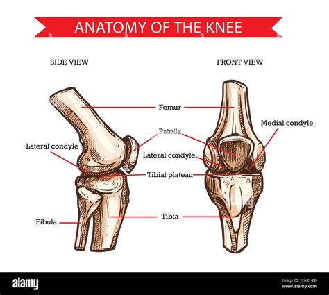 Kneecap Anatomy