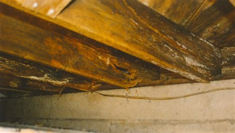 American Basement Solutions: How to fix and repair floor joist rot