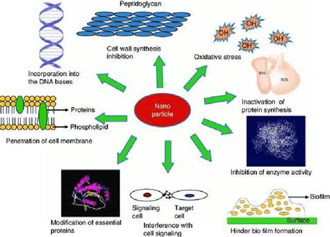 Schematic Representation Possible Mode Of Action Of Nanoparticles