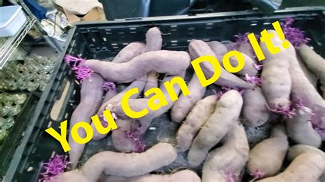 Growing Your Own Sweet Potato Slips Youtube