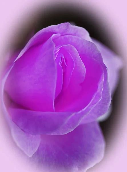 Sex Pussy Vulva Clitoris Vagina Orgasm Love Spring Bloom Petal Stock Photo Munimara 371779636