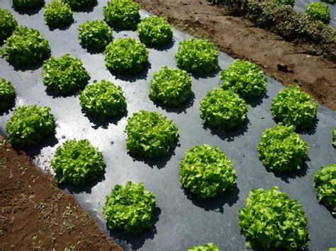 Использование черной пленки для мульчирования