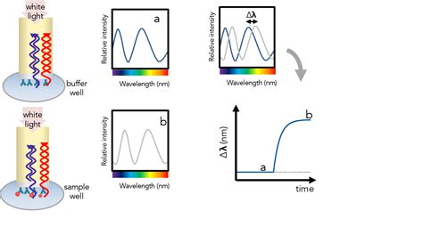 Biolayer Interferometry Bli Center For Macromolecular Interactions