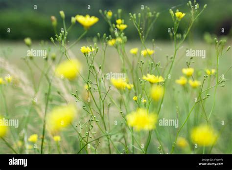 field  bloom stock photo alamy