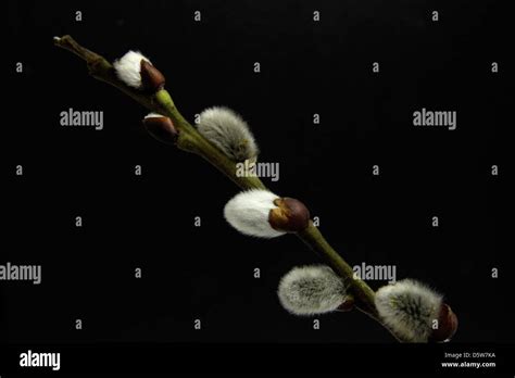 Twig Of Pussy Willow On Black Background Stock Photo Alamy