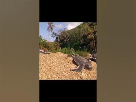 Опасный путь молодых черепашек. #shorts #animals - YouTube