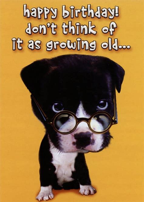 happy birthday dog meme 1