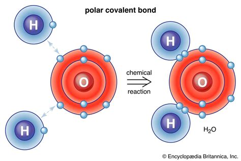 Covalent Bond - Biology Simple