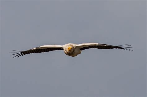 Simply Jews Vanessa Paradis Sex Tape Uncensored