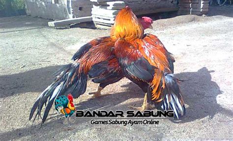 94 Macam Macam Warna Ayam Jago
