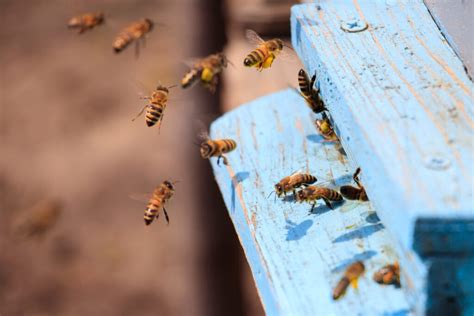 Principios Básicos En Apicultura Manejo De Colmena Y Abejas