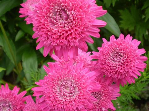 Matrixpflanzung und Pflege auf freiem Feld, Wachstum aus Samen und ...