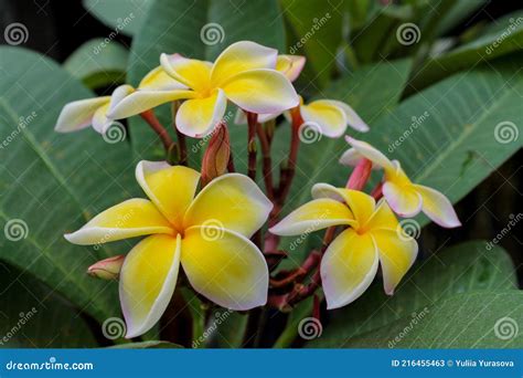 Flor Branca E Amarela Nome - Plumeria Linda Flor Branca E Amarela Na Tailândia Imagem de Stock ...