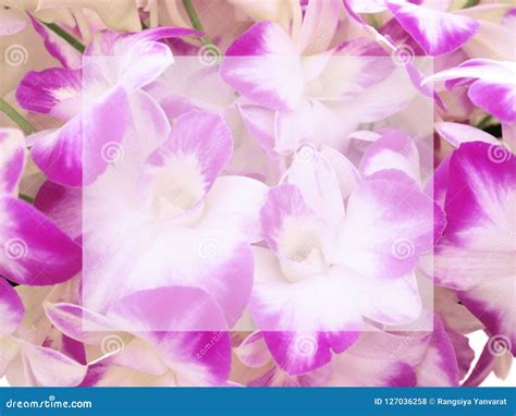 Greeting Card With Pink Orchids Stock Photo Image Of Birthday