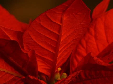 Kostenlose Foto Blatt Blume Bl Tenblatt Rot Herbst Weihnachten