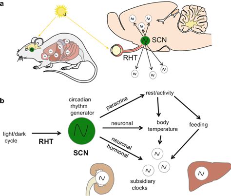 Hierarchy of the circadian system as shown for mammals. (a, b) The ...