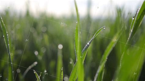 Close Up Of Beautiful Green Grass With Morning Dew On It Summer Youtube