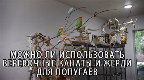 ОПАСНА ЛИ ВЕРЕВОЧНАЯ ЖЕРДОЧКА ИЛИ КАНАТ ДЛЯ ПОПУГАЯ - YouTube