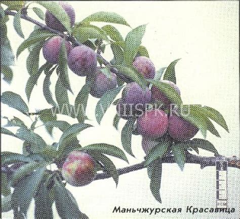 Слива китайская, Сорт Маньчжурская Красавица - ФГБНУ ВНИИСПК