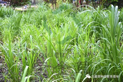 河南省济源市：试种160亩巨菌草打造循环农业产业链 巨菌草丨巨菌草种植丨巨菌草种苗丨巨菌草饲料丨绿洲一号丨巨菌草价格丨牧草种子丨皇竹草丨国家菌草工程技术研究中心海南基地。 关于我们