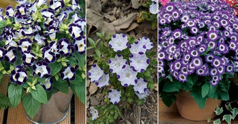 Beautiful Purple And White Flowers
