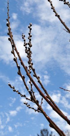 1000 Images About Pussy Willows Cattails Sweet Peas On Pinterest Pussy Willow Sweet Peas